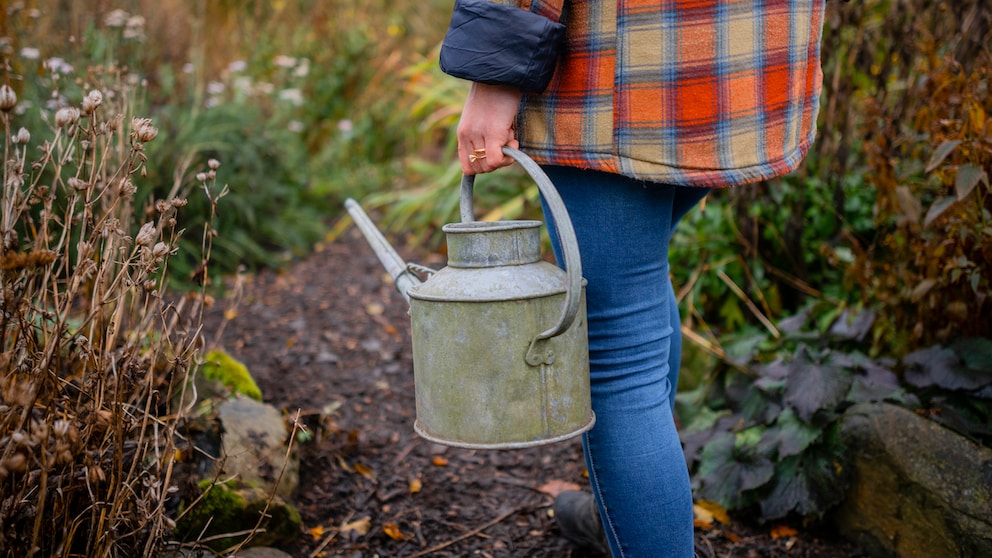 Auch im Herbst und im Winter benötigen Gartenpflanzen Wasser