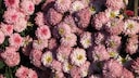 Chrysanthemen stört es nicht, wenn es draußen kühler wird. Sie zählen deswegen zu jenen Pflanzen, die man im Herbst häufig auf Balkonen oder im Garten sehen kann