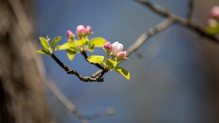 Bedeuten blühende Bäume im November wirklich etwas Schlechtes?