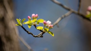 Bedeuten blühende Bäume im November wirklich etwas Schlechtes?