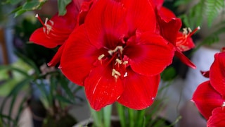 Amaryllis