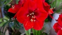 Amaryllis