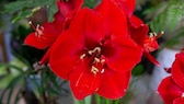 Amaryllis