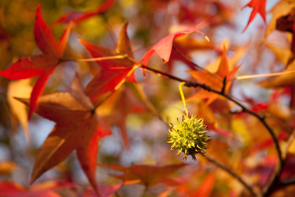 Amberbaum