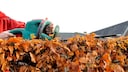 Hecken müssen regelmäßig geschnitten werden, allerdings kommt irgendwann der Winter mit Frost. Bis wann darf man also seine Hecken schneiden?