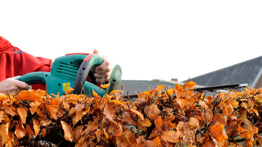 Hecken müssen regelmäßig geschnitten werden, allerdings kommt irgendwann der Winter mit Frost. Bis wann darf man also seine Hecken schneiden?