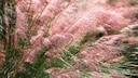 Rosa Haargras