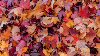 Für viele Gartenbesitzer ist der Herbst die schönste Jahreszeit