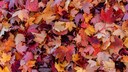 Für viele Gartenbesitzer ist der Herbst die schönste Jahreszeit