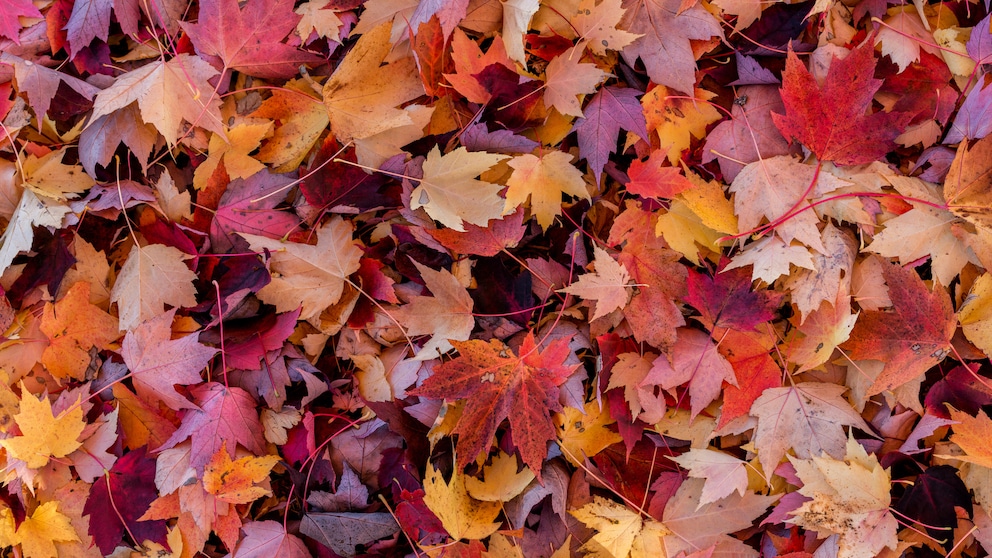 Für viele Gartenbesitzer ist der Herbst die schönste Jahreszeit