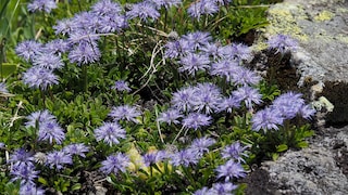Die Kugelblume bevorzugt krage Böden und zählt zu den pflegeleichten Pflanzen. Auf dem Bild sieht man Herzförmige Kugelblumen