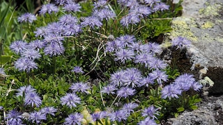 Die Kugelblume bevorzugt krage Böden und zählt zu den pflegeleichten Pflanzen. Auf dem Bild sieht man Herzförmige Kugelblumen