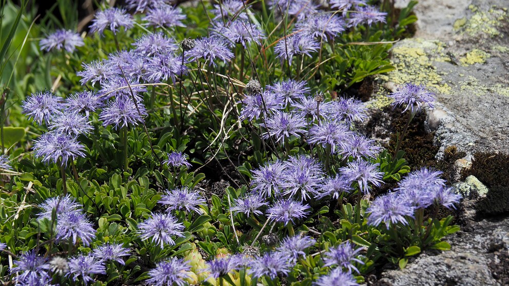 Die Kugelblume bevorzugt krage Böden und zählt zu den pflegeleichten Pflanzen. Auf dem Bild sieht man Herzförmige Kugelblumen