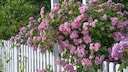 Die Ramblerrose Rosa 'Raubritter'
