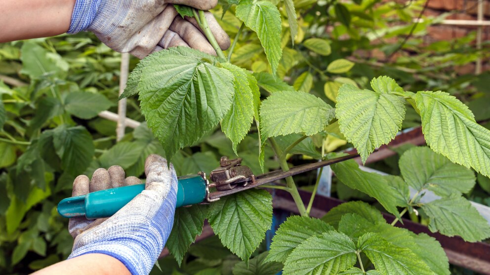 Himbeeren schneiden