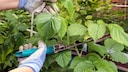 Himbeeren schneiden