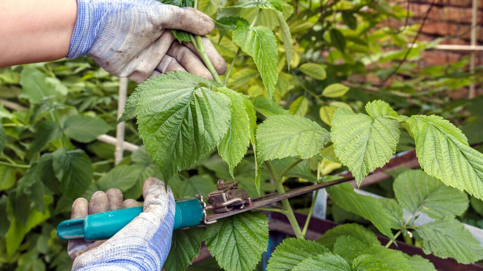 Himbeeren schneiden