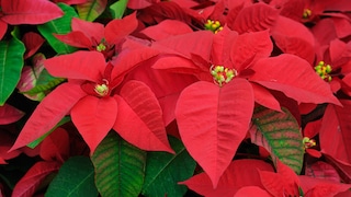 Mit der richtigen Pflege hält der Weihnachtsstern (Euphorbia pulcherrima) auch länger als bis zu den Festtagen