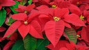 Mit der richtigen Pflege hält der Weihnachtsstern (Euphorbia pulcherrima) auch länger als bis zu den Festtagen