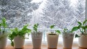 Gerade im Winter passieren viele Fehler bei der Pflege von Zimmerpflanzen, die man vermeiden sollte