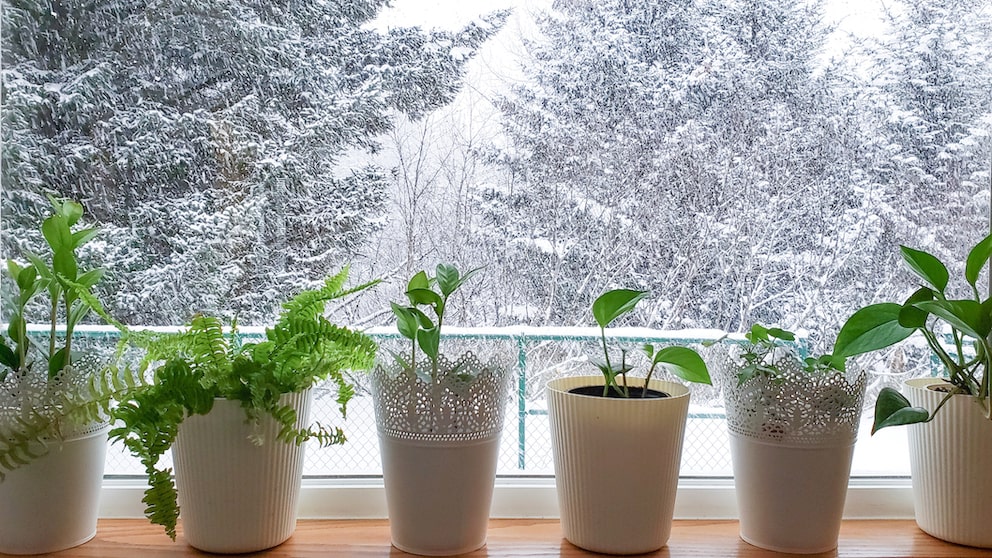 Gerade im Winter passieren viele Fehler bei der Pflege von Zimmerpflanzen, die man vermeiden sollte