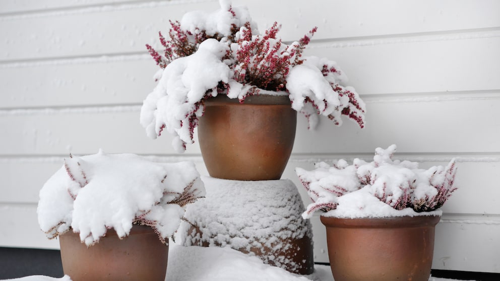 Pflanzen bei Schnee gießen