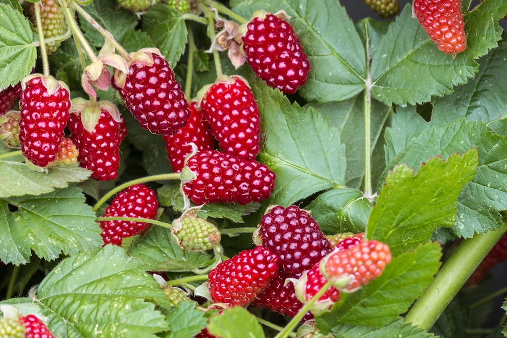 Die Loganbeere sollte am besten an einem Gerüst wachsen, um ihr Stabilität zu geben