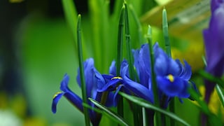 Die Iris wird auch Schwertlilien genannt