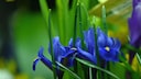 Die Iris wird auch Schwertlilien genannt