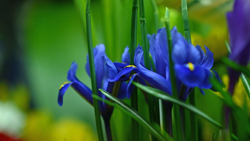 Die Iris wird auch Schwertlilien genannt