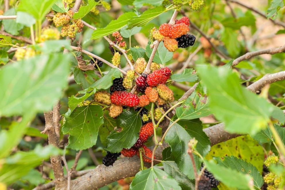 Die aromatisch-säuerlichen Früchte der Boysenbeere beten sich zum Backen an