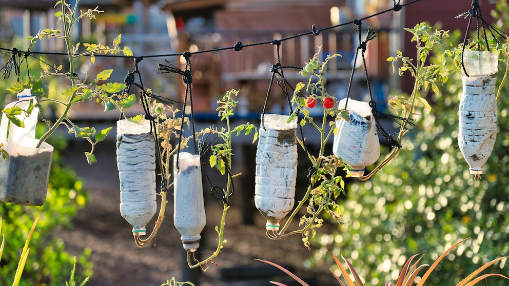 Tomaten über Kopf pflanzen