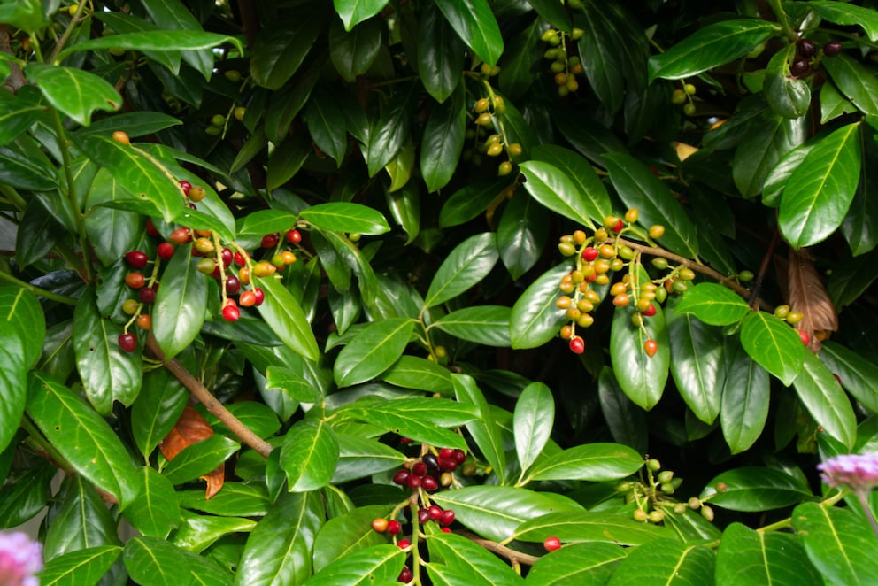 Cherry laurel is a popular hedge plant, even though its fruits and especially the seeds are toxic