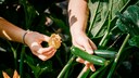 Das Mosaikvirus tritt unter anderem bei Zucchini auf