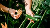 Das Mosaikvirus tritt unter anderem bei Zucchini auf