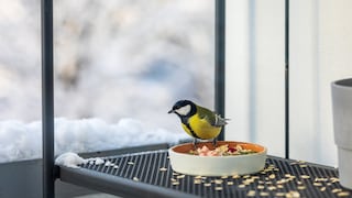 Auch auf dem Balkon kann man im Winter Meisenknödel aufhängen oder Schalen mit Körnern und Samen bereitstellen