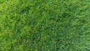 Die Tester von Stiftung Warentest haben 41 Rasensamen-Mischungen unter die Lupe genommen