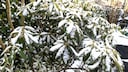 Der Rhododendron ist sowohl im Sommer als auch im Winter eine Schönheit im Garten