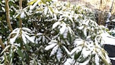 5 schnell wachsende Bodendecker für den Garten