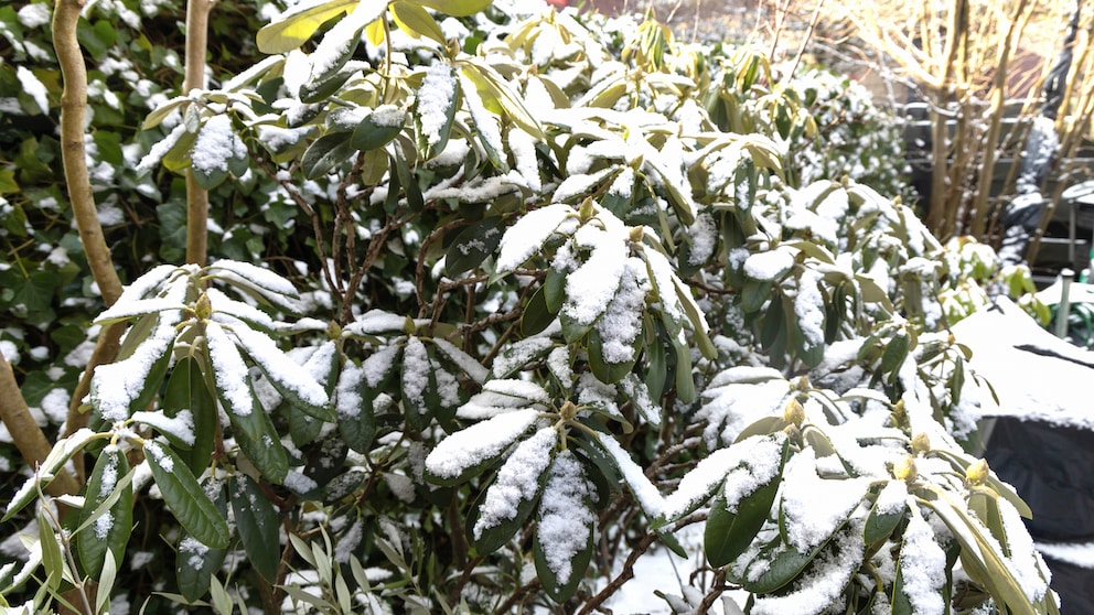 Der Rhododendron ist sowohl im Sommer als auch im Winter eine Schönheit im Garten