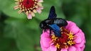 Blauschwarze Holzbiene