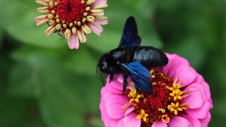 Blauschwarze Holzbiene