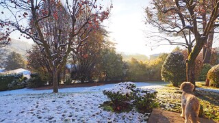 Je nach Wetterlage brauchen die Pflanzen im Garten im Winter eine andere Pflege