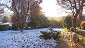 Je nach Wetterlage brauchen die Pflanzen im Garten im Winter eine andere Pflege