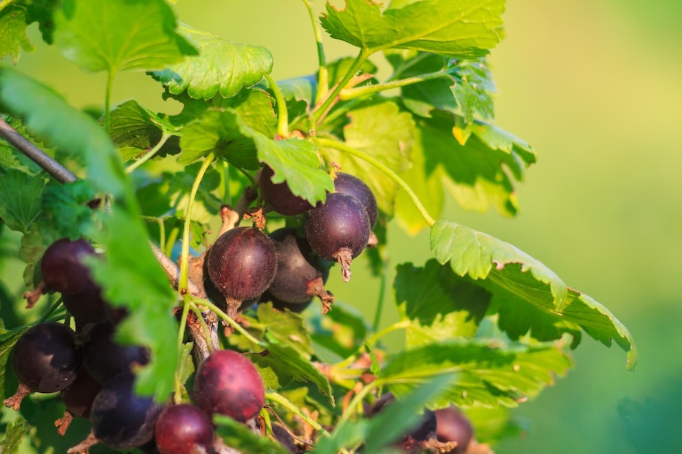 Die Jostabeere ist eine Kreuzung aus der Schwarzen Johannisbeere und der Stachelbeere