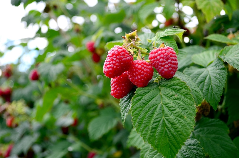 Die Taybeere wächst wie eine Brombeere und schmeckt ähnlich der Himbeere