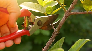 Gartenschere