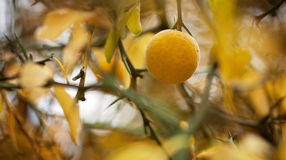Dreiblättrige Zitrone (Poncirus trifoliata)