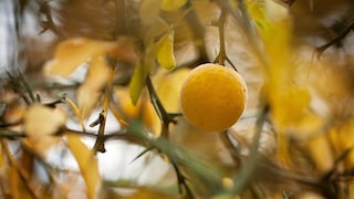 Dreiblättrige Zitrone (Poncirus trifoliata)