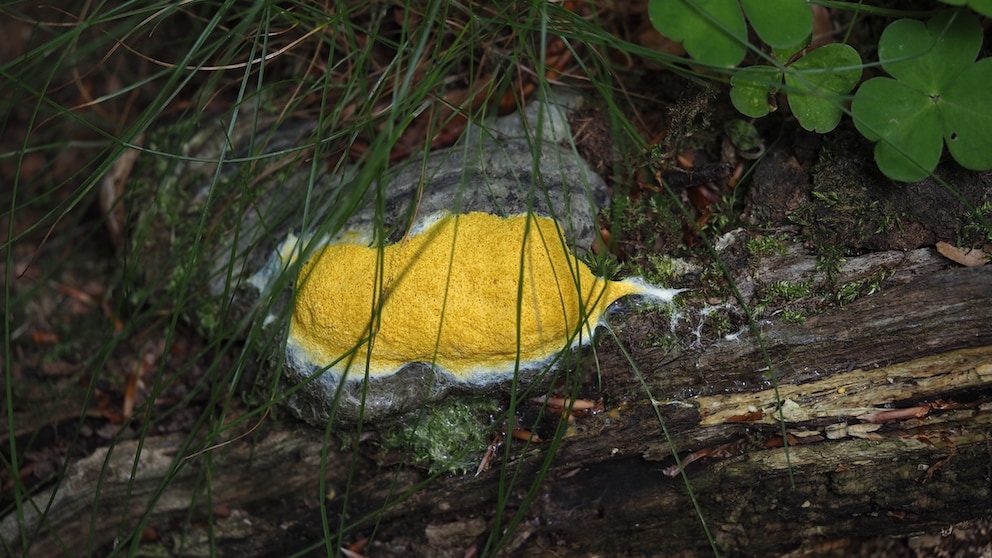 Hexenbutter kann in jedem Garten vorkommen